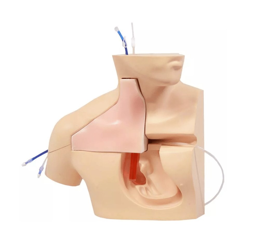 ZVK Kanülierungssimulator III - Erler - Zimmer